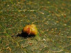 Aculus