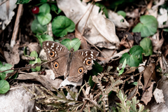 Junonia lemonias aenaria
