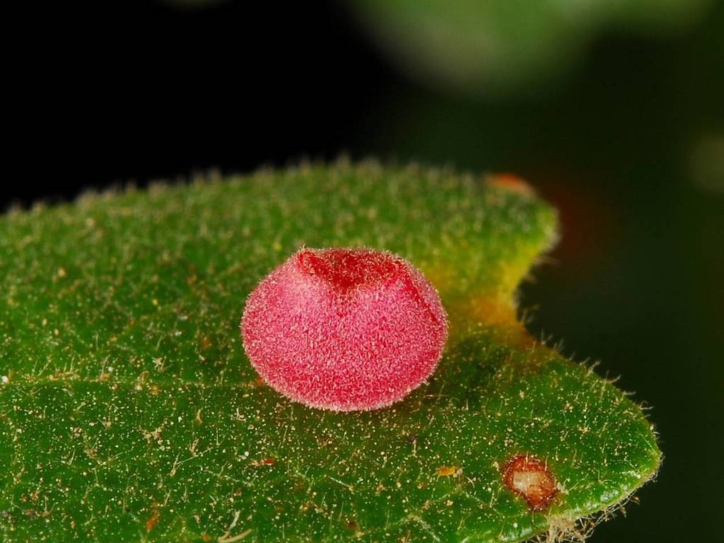 Andricus kingi