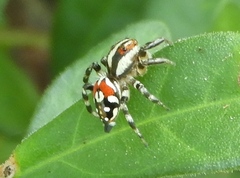 Nycerella delecta
