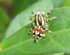 Nycerella delecta