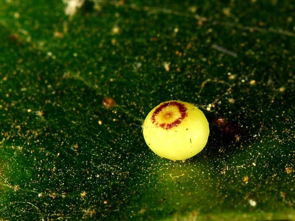 Pumpkin Gall Wasp