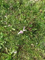 Colchicum montanum