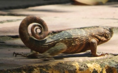 Leiocephalus carinatus