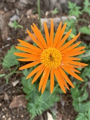 Gerbera jamesonii
