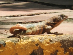 Leiocephalus carinatus