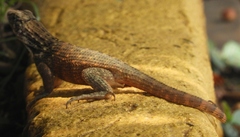 Leiocephalus carinatus