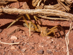 Galeodidae