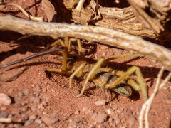 Galeodidae