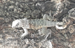 Leiocephalus carinatus