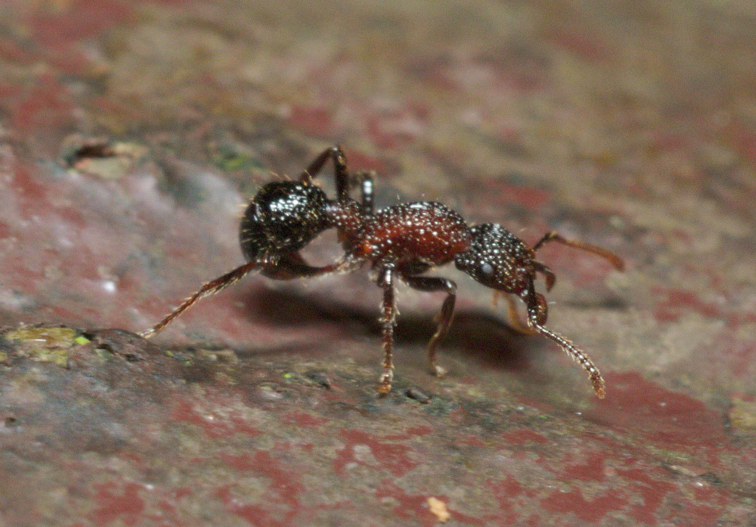 Stictoponera bicolor