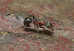 Stictoponera bicolor