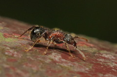 Stictoponera bicolor