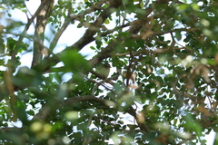 Leiothlypis peregrina