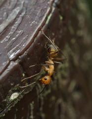 Camponotus nicobarensis