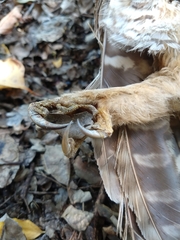 Strix rufipes rufipes