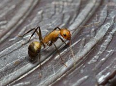 Camponotus nicobarensis
