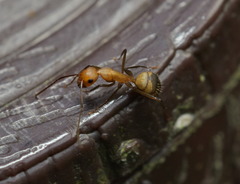 Camponotus nicobarensis