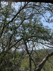 Croton gratissimus gratissimus