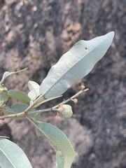 Croton gratissimus gratissimus