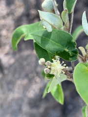Croton gratissimus gratissimus
