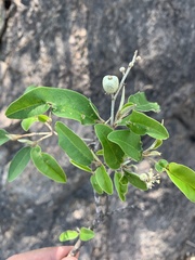 Croton gratissimus gratissimus