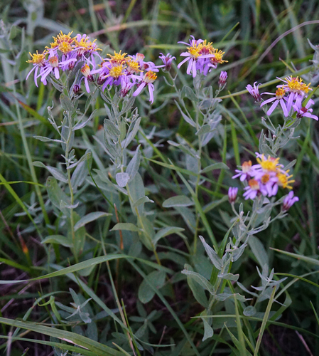 Galatella cana