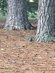 Sciurus carolinensis