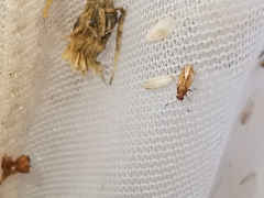 Cymus melanocephalus