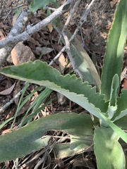 Kalanchoe brachyloba