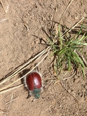 Paracotalpa granicollis
