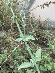 Stachys albens