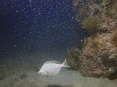 Parequula melbournensis