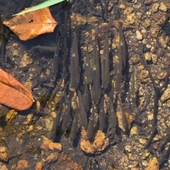 Rhynchocypris oxycephalus