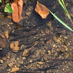 Rhynchocypris oxycephalus