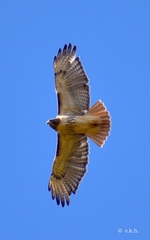 Red-tailed Hawk - Photo (c) Craig K. Hunt, some rights reserved (CC BY-NC-ND), uploaded by Craig K. Hunt