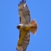 Red-tailed Hawk - Photo (c) Craig K. Hunt, some rights reserved (CC BY-NC-ND)