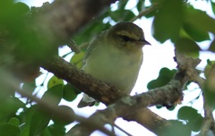 Leiothlypis peregrina