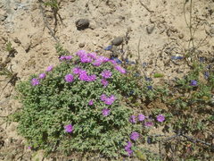 Drosanthemum ambiguum