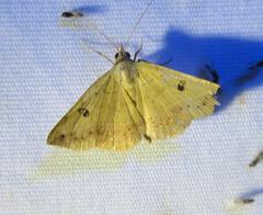 Hemeroplanis floccalis
