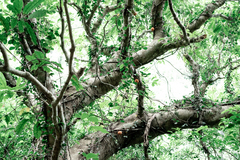 Ficus aurantiaca parvifolia