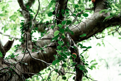 Ficus aurantiaca parvifolia