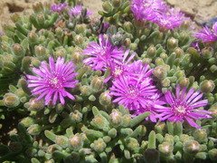 Drosanthemum ambiguum