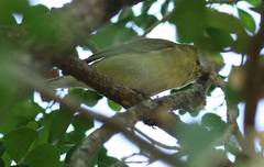 Leiothlypis peregrina