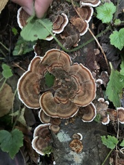 Trametes versicolor