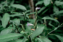 Strobilanthes longespicatus