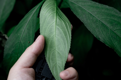 Strobilanthes longespicatus