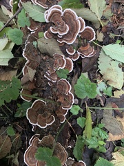 Trametes versicolor