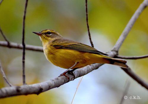 Palm Warbler, photo 9 of 10