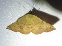 Hemeroplanis floccalis